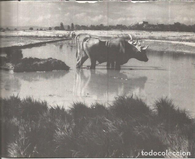 Cartes Postales: LAMINA V00287: Vista plantaciones de frutas en Segria, Lerida - J. Vallverdu - T. Sirera