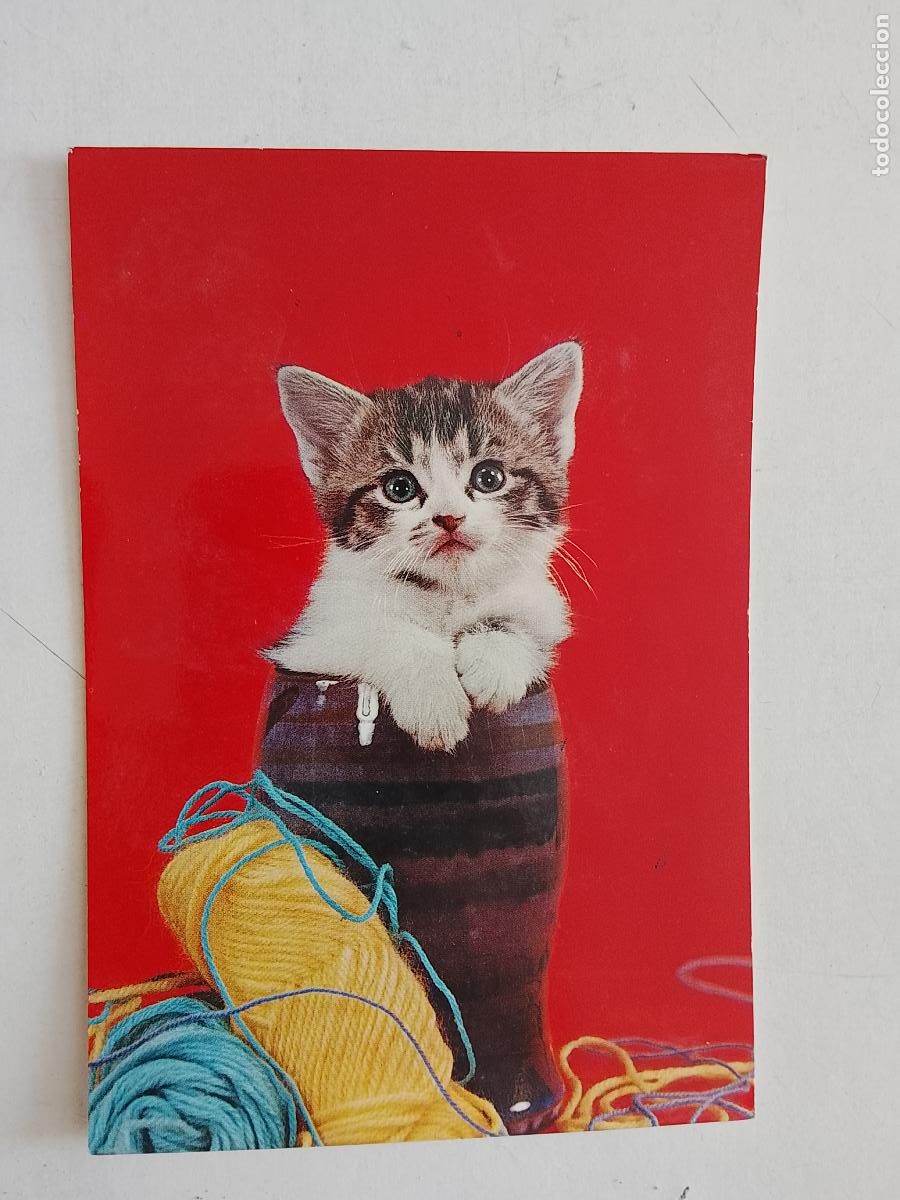 Cartes Postales: haga su oferta en apartado de postales de flores perros y gatos - POSTAL ANTIGUA