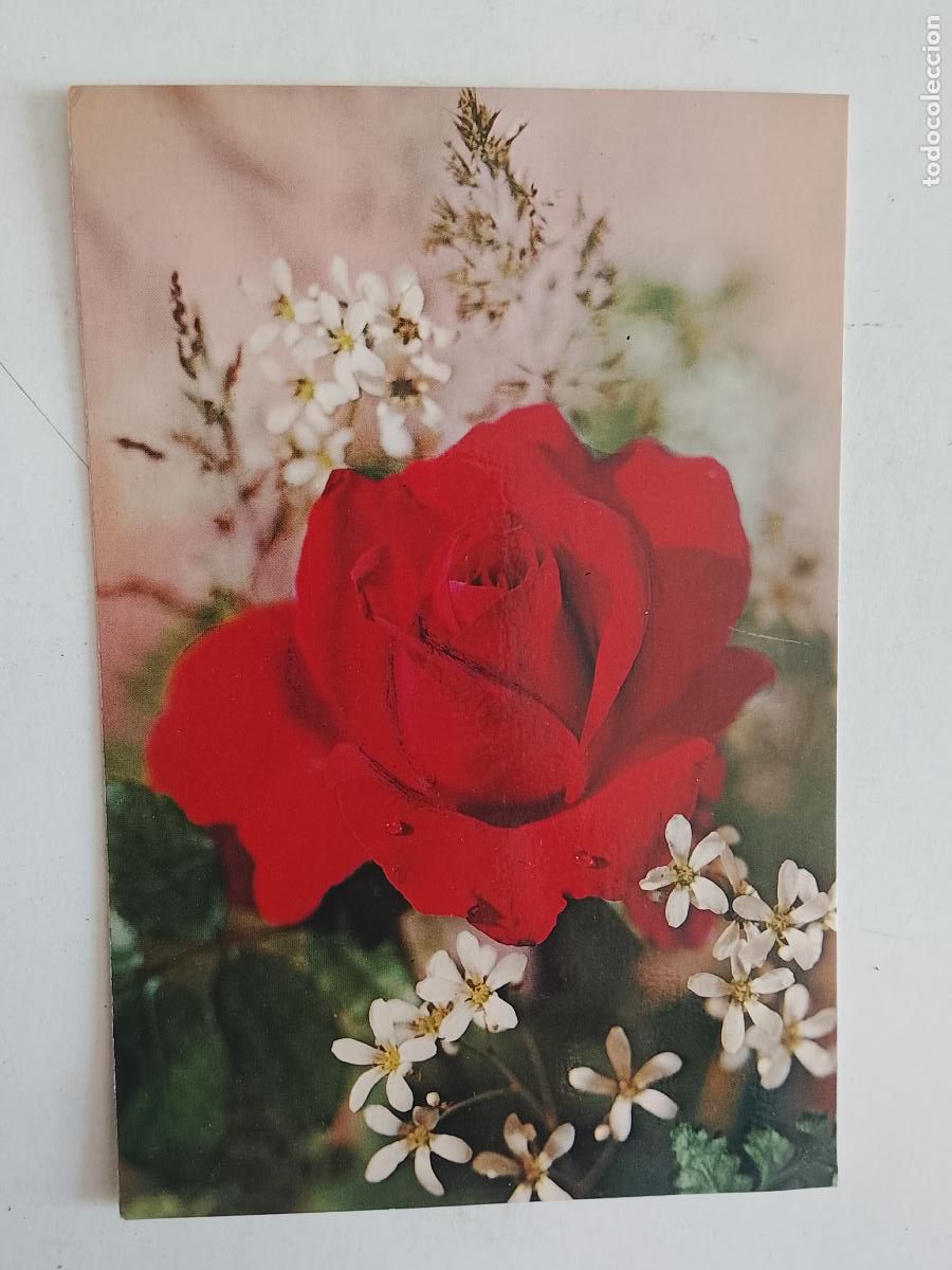 Cartes Postales: haga su oferta en apartado de postales de flores perros y gatos - POSTAL ANTIGUA