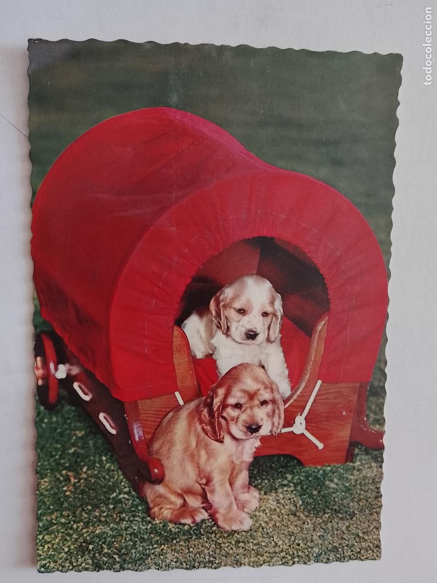 Cartes Postales: haga su oferta en apartado de postales de flores perros y gatos - POSTAL ANTIGUA