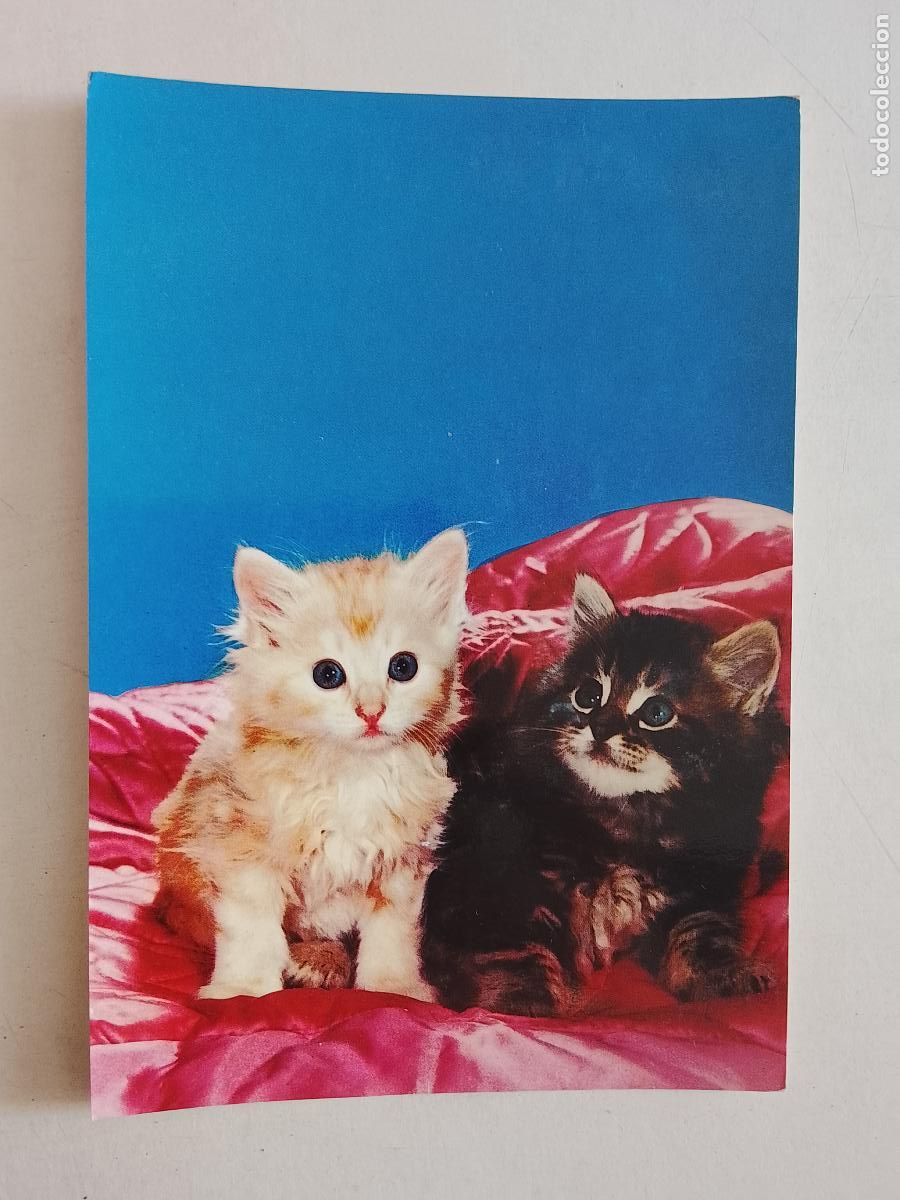 Postales: haga su oferta en apartado de postales de flores perros y gatos - POSTAL ANTIGUA