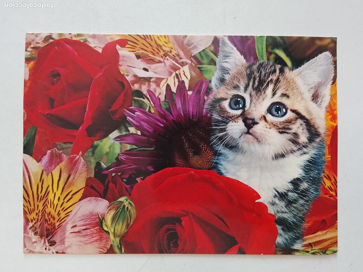 Postales: haga su oferta en apartado de postales de flores perros y gatos - POSTAL ANTIGUA