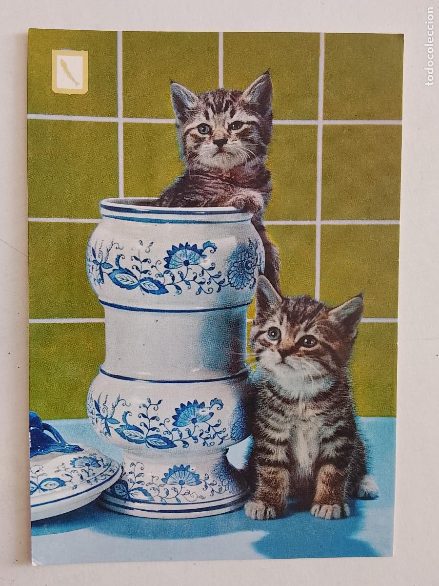 Postales: haga su oferta en apartado de postales de flores perros y gatos - POSTAL ANTIGUA