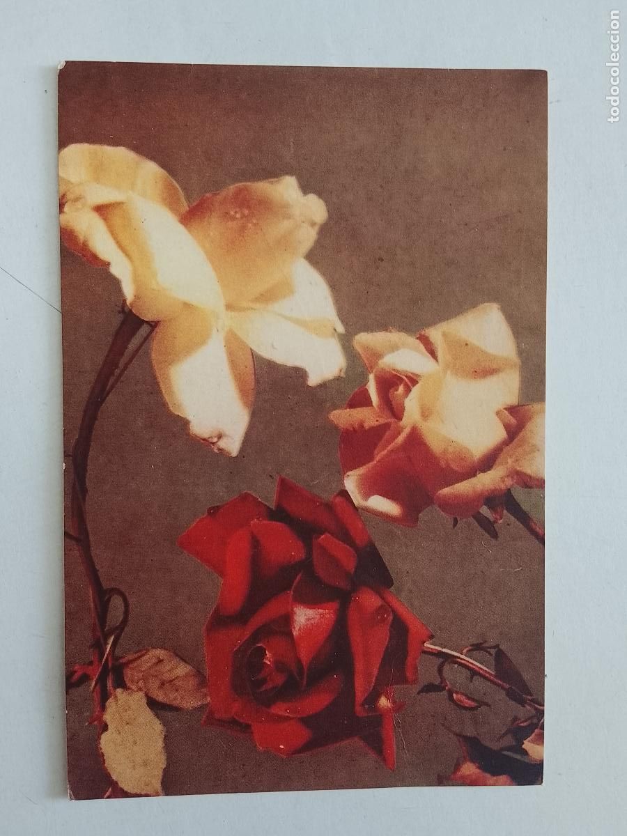 Postales: haga su oferta en apartado de postales de flores perros y gatos - POSTAL ANTIGUA