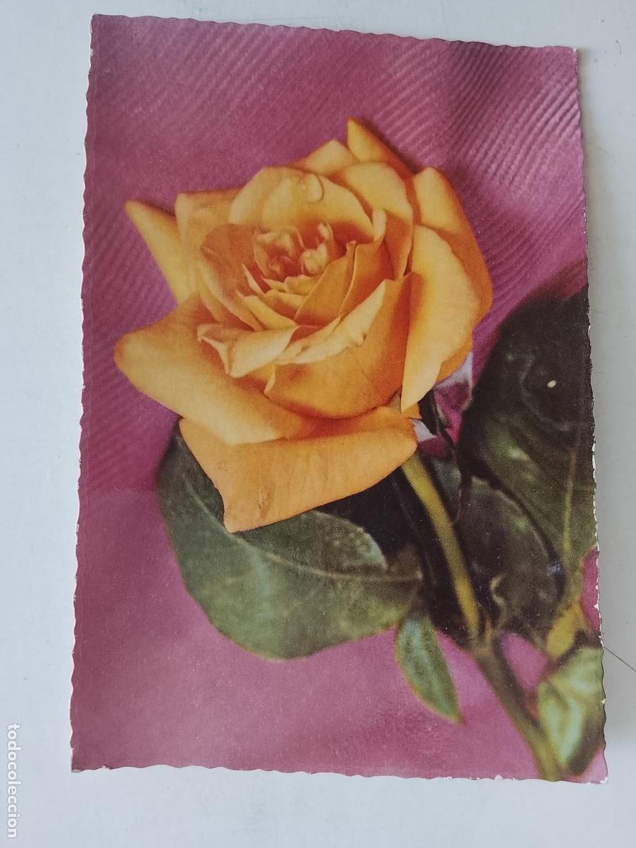 Postales: haga su oferta en apartado de postales de flores perros y gatos - POSTAL ANTIGUA