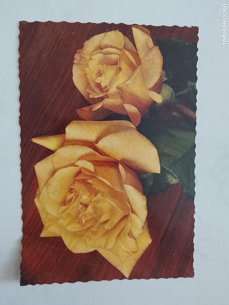 Postales: haga su oferta en apartado de postales de flores perros y gatos - POSTAL ANTIGUA