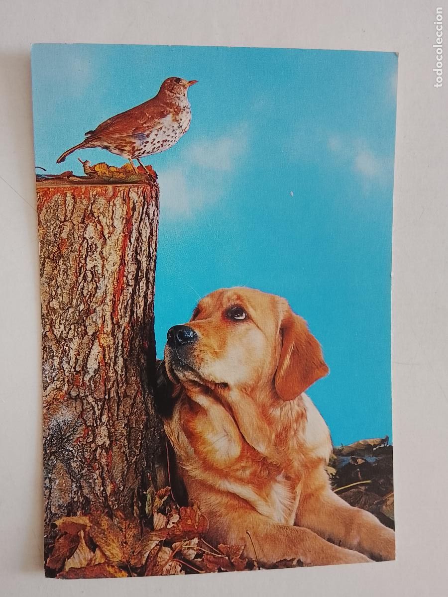 Postales: haga su oferta en apartado de postales de flores perros y gatos - POSTAL ANTIGUA