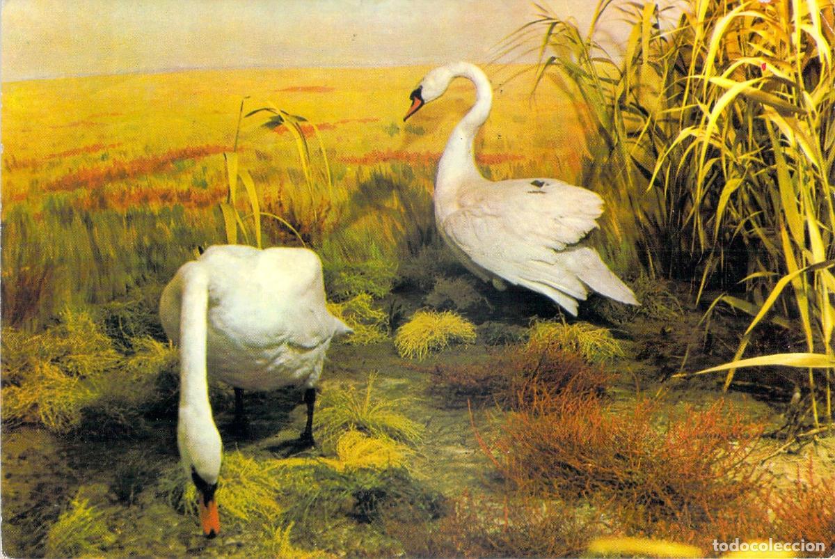 Postales: Postal de Cisnes en el Delta del Danubio, Museo de Tulcea, Rumania