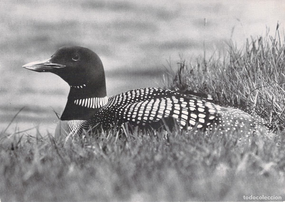 Postales: Tarjeta Postal de Islandia - Ave Himbrimi (Colimbo Grande)