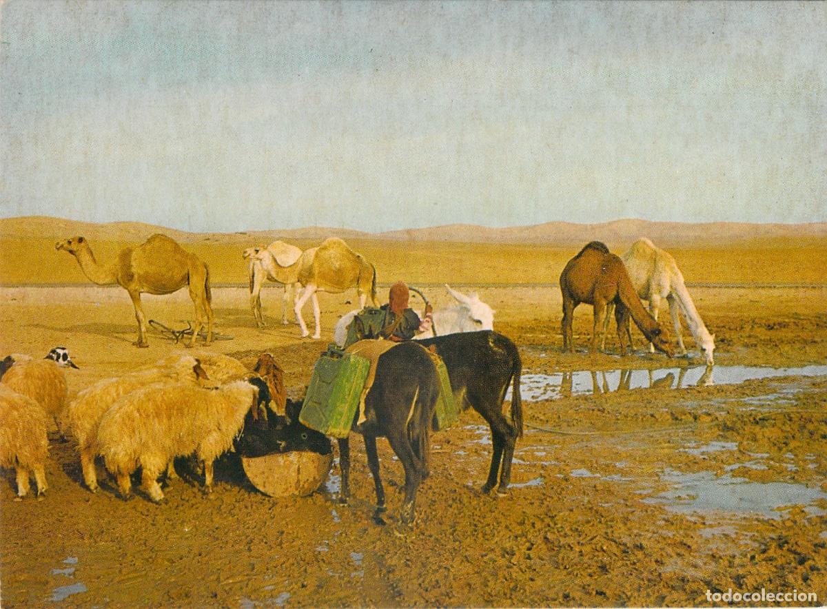 Postales: Postal Desierto de Judea: Camellos y Ovejas en el Pozo