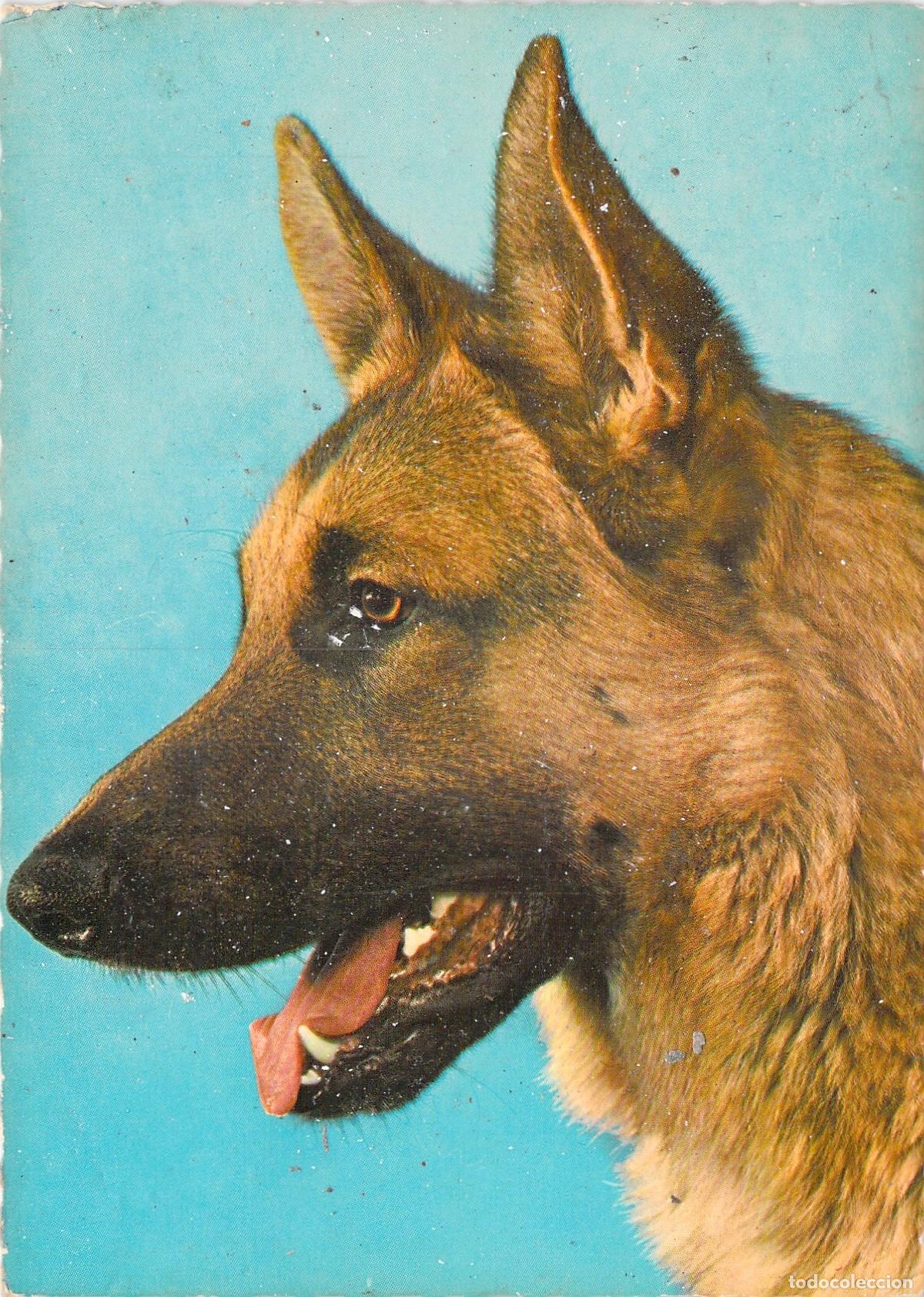 Postales: Postal de Retrato de Perro Pastor Alem&aacute;n - Foto 1