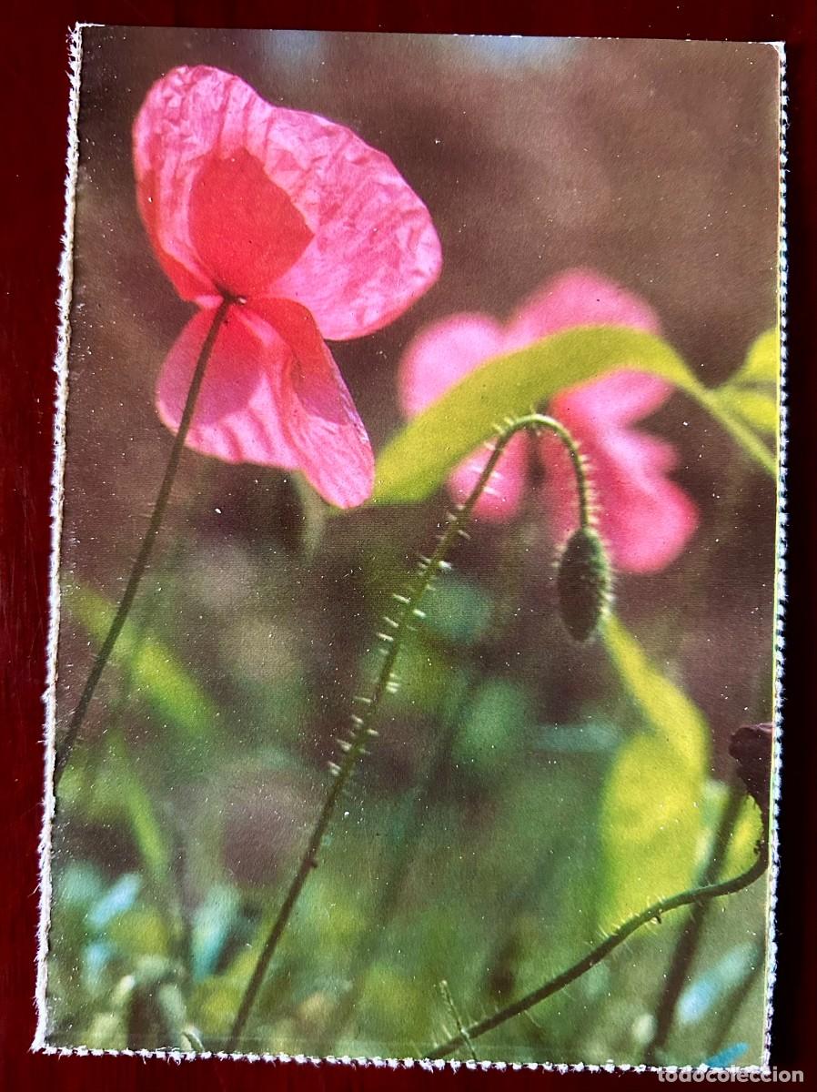 Postales: POSTAL AMAPOLA - PAPAVER&Aacute;CEA - FRANQUEADA SIN CIRCULAR - 1974