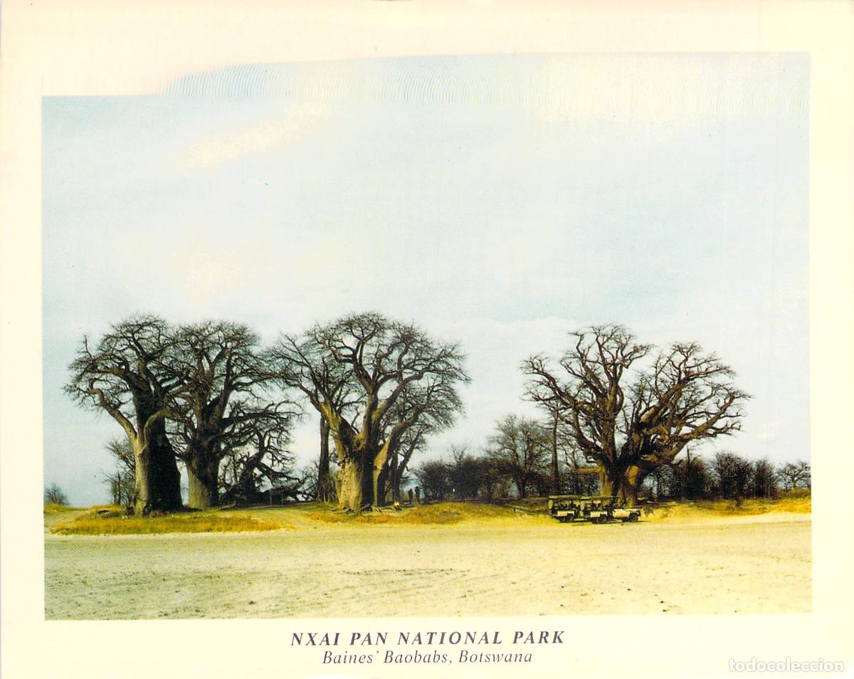 Postales: Postal Parque Nacional Nxai Pan Botsuana Baobabs de Baines