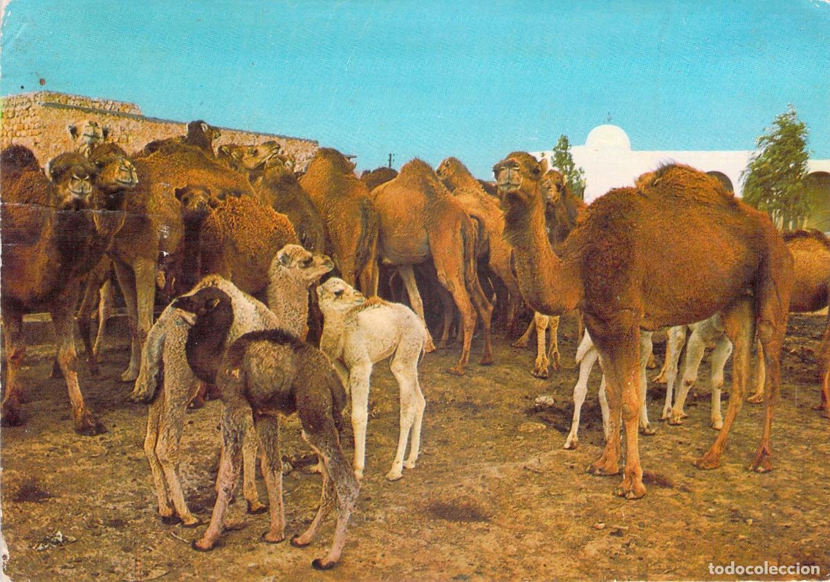 Postales: Postal de T&uacute;nez: Reba&ntilde;o de Camellos en el Sur Tunecino