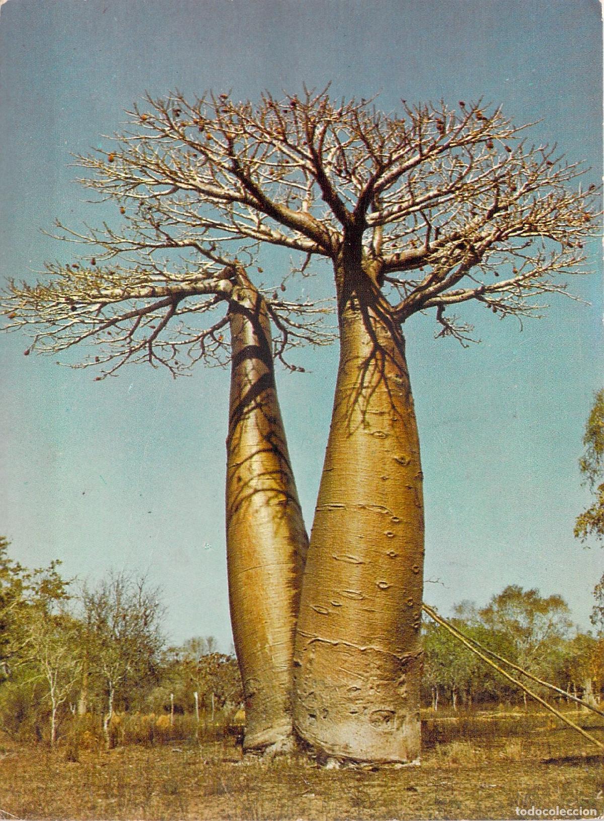 Postales: Postal de Baobabs en Morondava, Madagascar