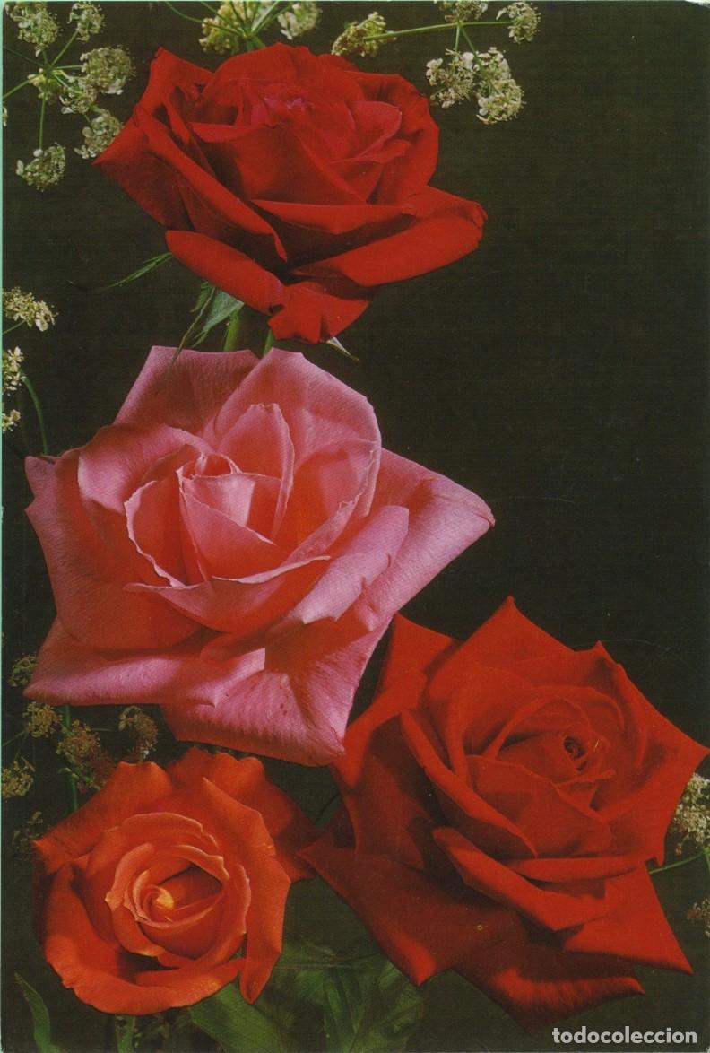 Postales: N&ordm; 7651/29-A-Rosas. Sin circular. ED. CYZ
