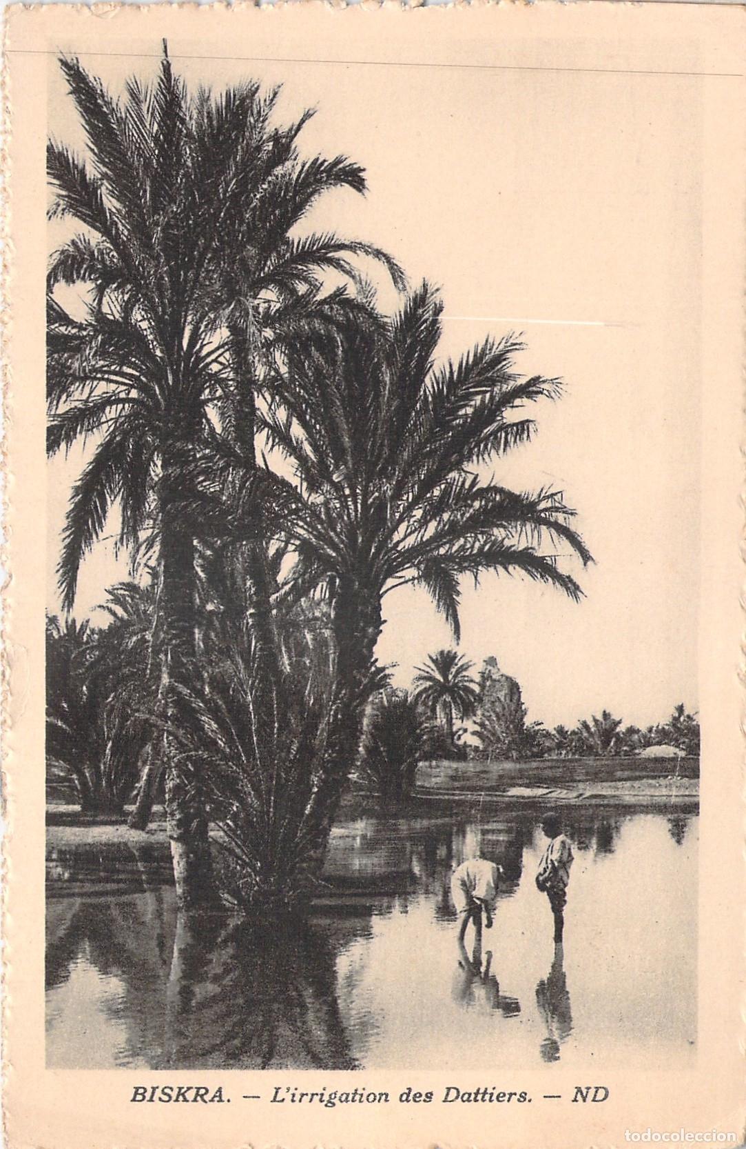 Postales: Postal de Biskra, Argelia: Irrigaci&oacute;n de Palmeras Datileras