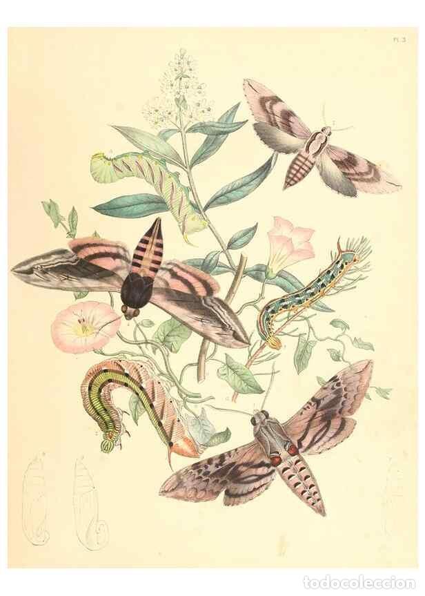 Postales: Poster DIN 4 numero 1544: Mariposas: - Humphreys, Henry Noel,