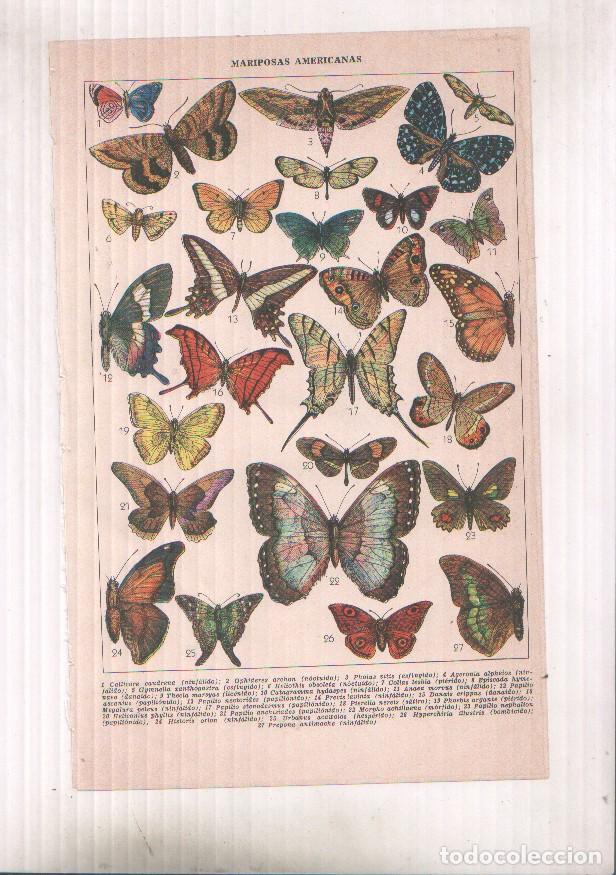 Postales: LAMINA 51687: Mariposas americanas -