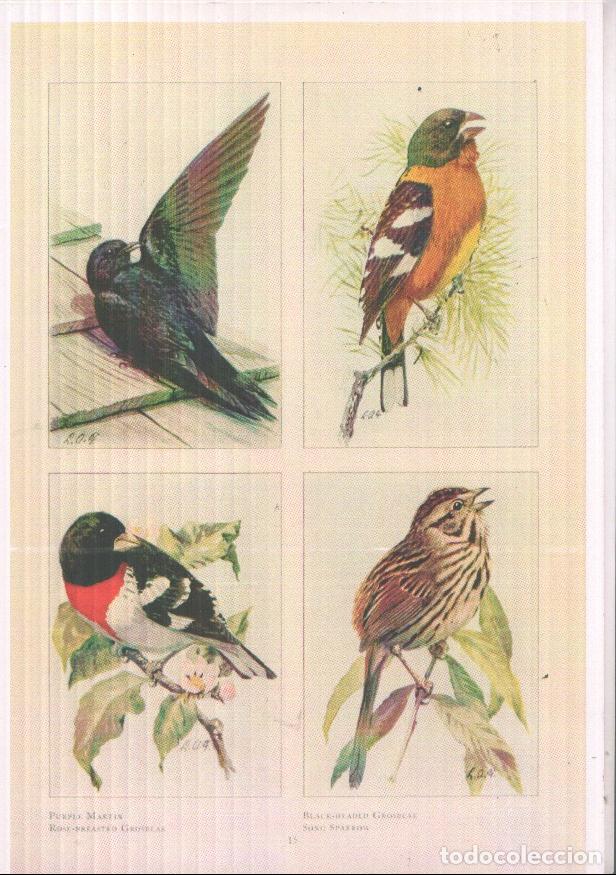 Postales: Poster DIN 4 numero 1547: Diversos tipos de Aves -