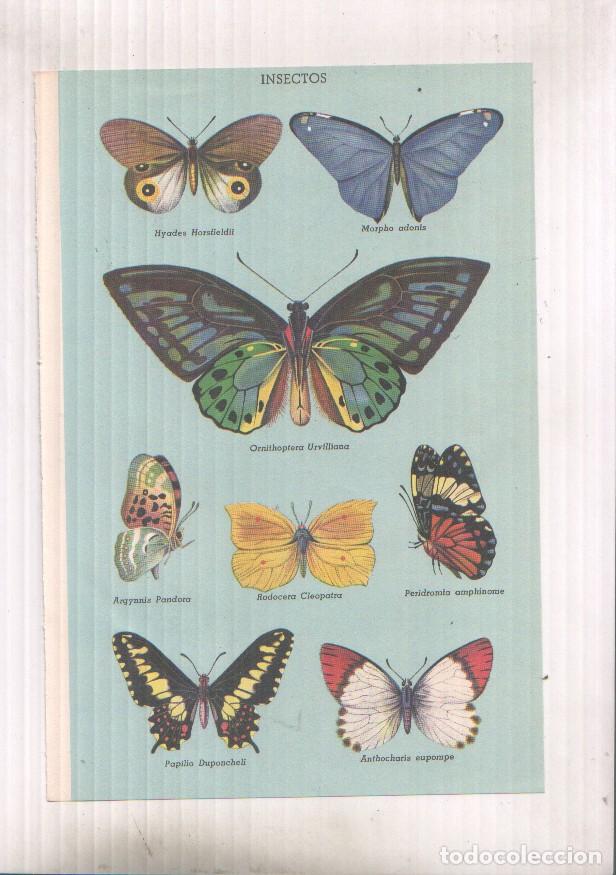 Postales: LAMINA 28489: Mariposas americanas -