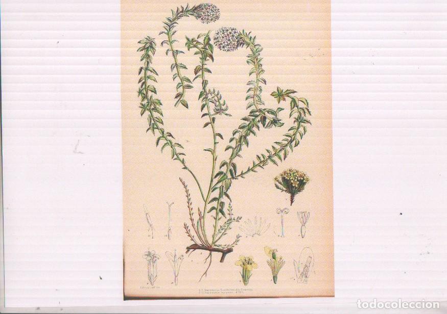 Postales: Poster DIN 4 numero 1548: Diversos tipos de Nassauvia -