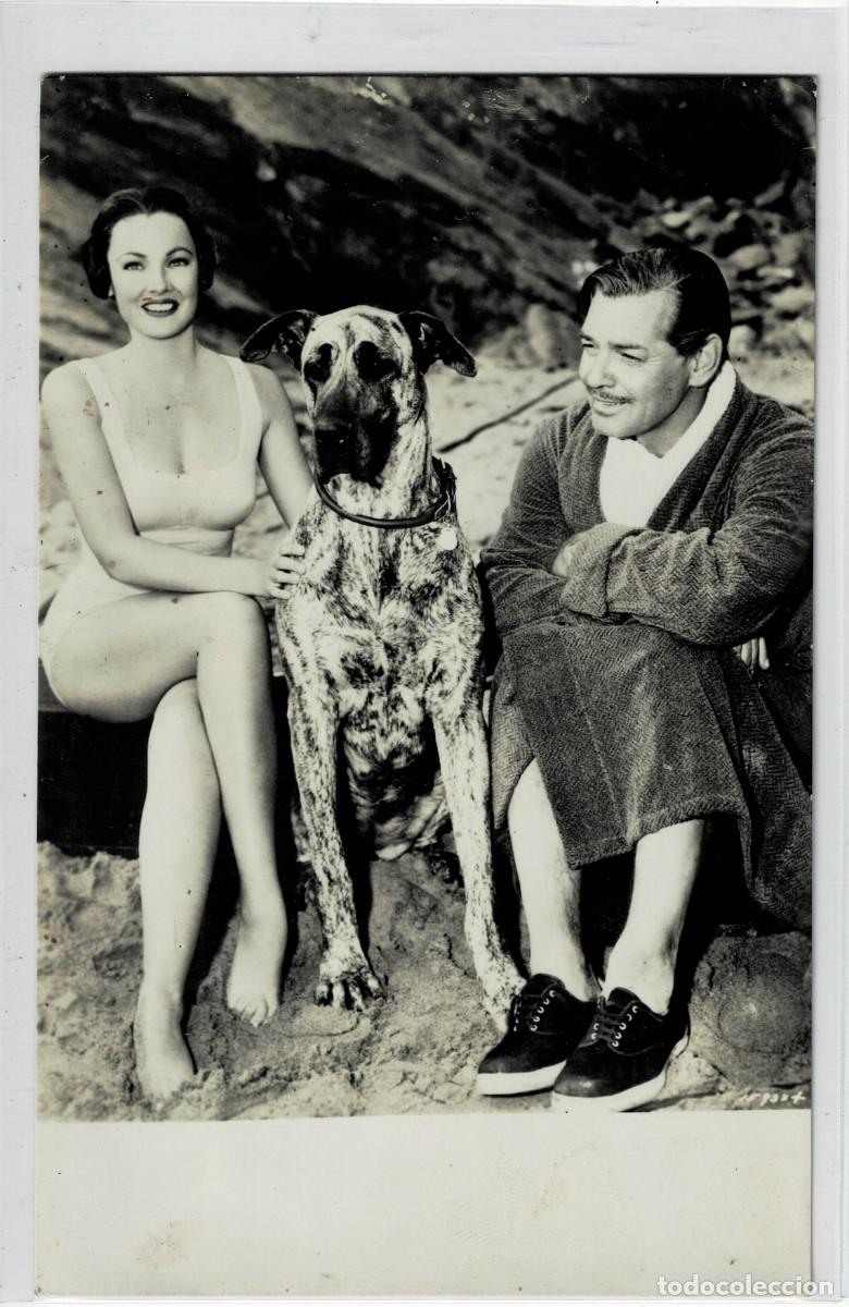 Postales: POSTAL DE CINE N&ordm; 302: DE CLARK GABLE Y GENE TIERNEY. P-CINE-1642