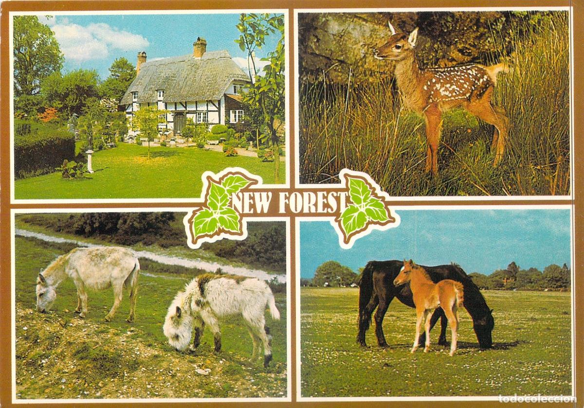 Postales: Postal Multi-vista de New Forest Hampshire Inglaterra
