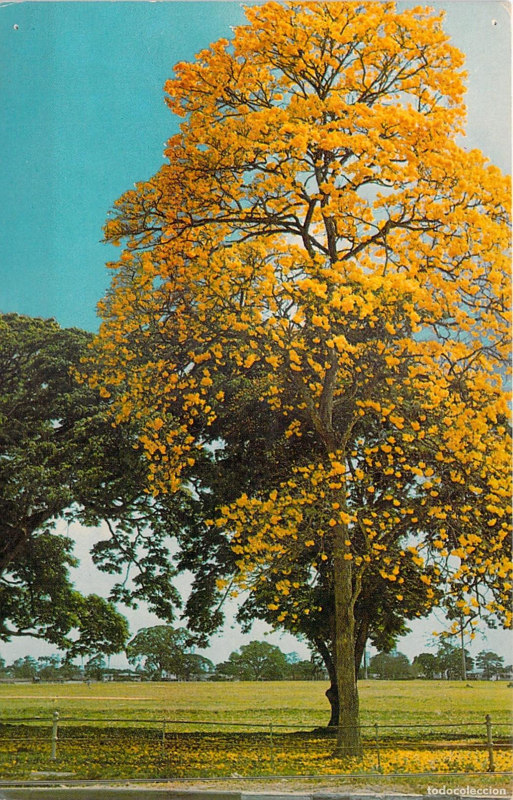 Postales: Postal de Trinidad: El &Aacute;rbol Poui Amarillo en Port-of-Spain