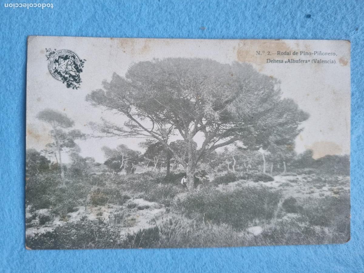 Postcards: RODAL DE PINO PI&Ntilde;ONERO DEHESA ALBUFERA VALENCIA AMIGOS DEL ARBOL 2