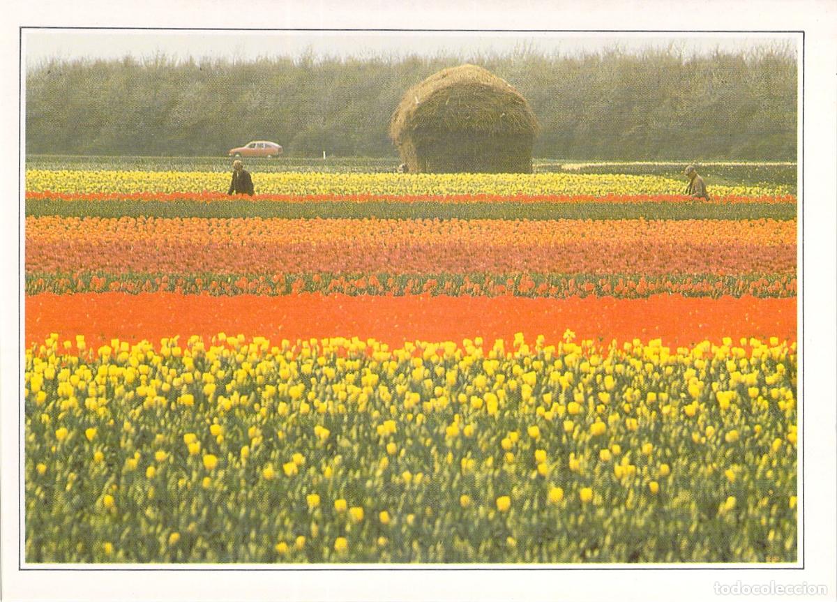 Postales: Postal de Holanda: Coloridos Campos de Tulipanes en Lisse