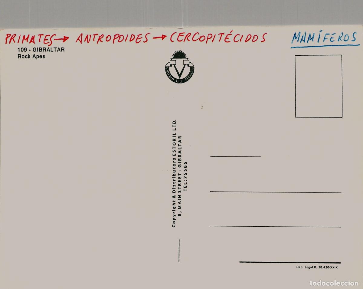 Postales: Postal de Gibraltar - Monos Macacos del Pe&ntilde;&oacute;n - Foto 2