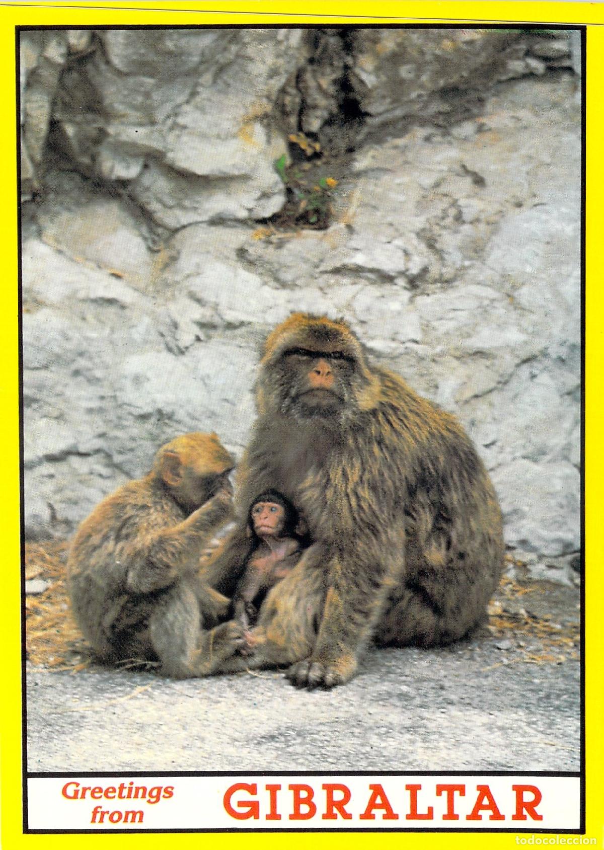 Postales: Postal de Gibraltar - Monos Macacos del Pe&ntilde;&oacute;n