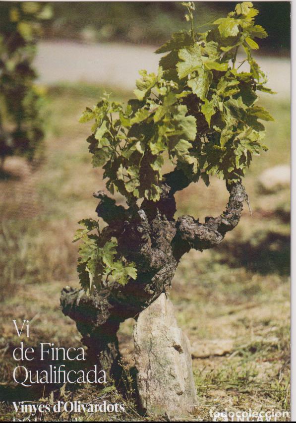 Postales: VI DE FINCA QUALIFICADA - VINYES D'OLIVARDOTS - IDENTITAT - DO EMPORD&Agrave; - INCAVI