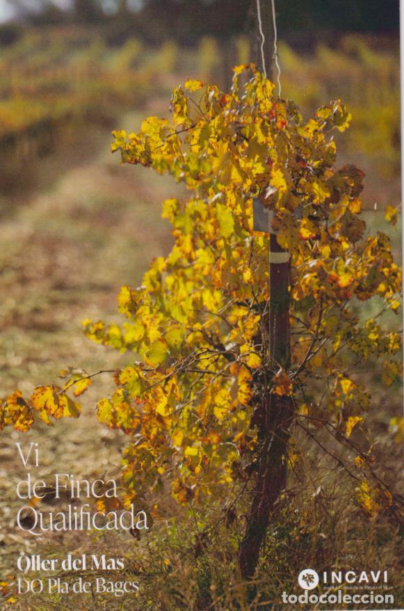 Postales: VI DE FINCA QUALIFICADA - OLLER DEL MAS - LLEGAT - DO PLA DE BAGES - INCAVI