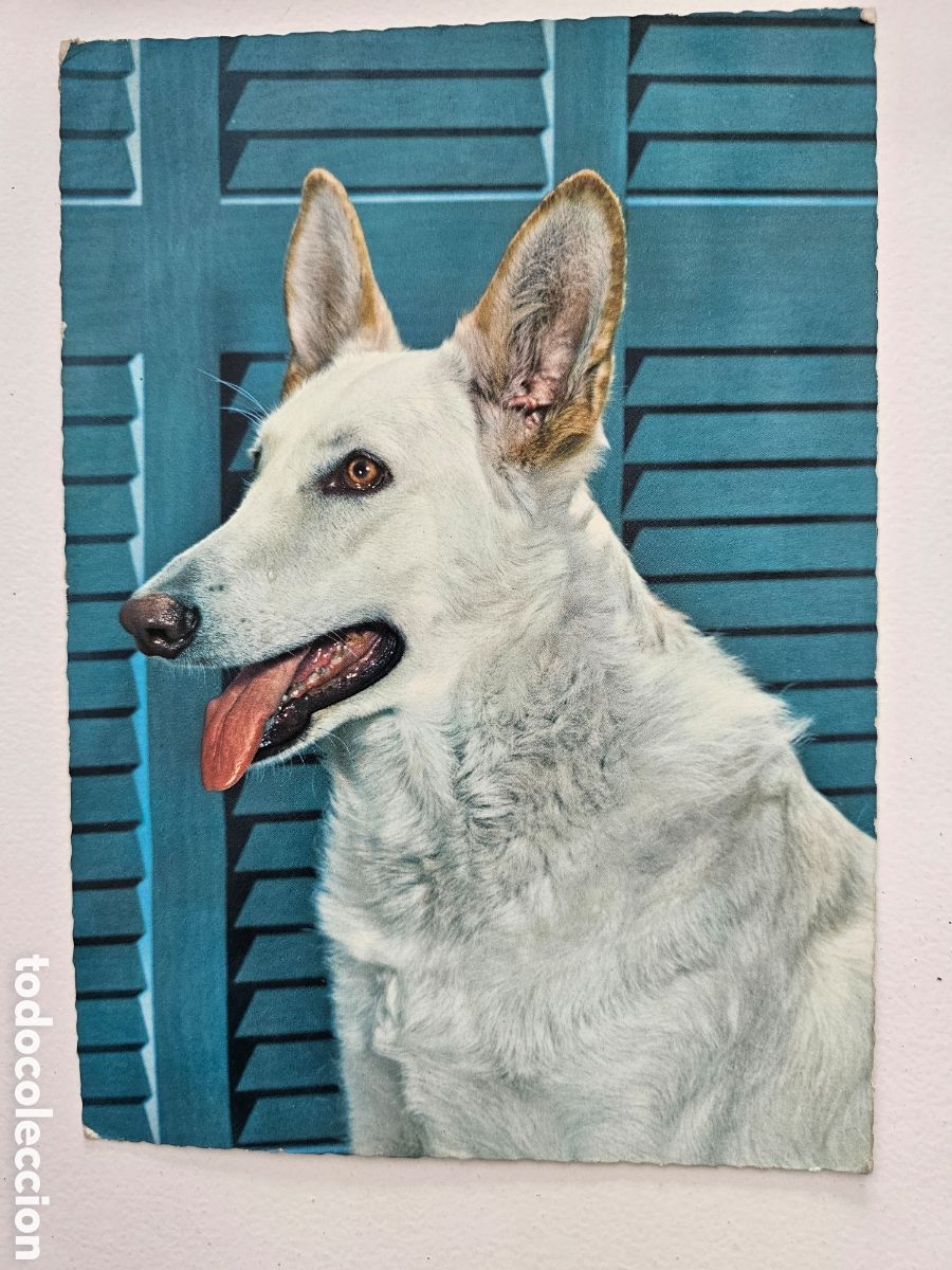 Postais: Postal de gran tama&ntilde;o de Perro, Italia Italy D3