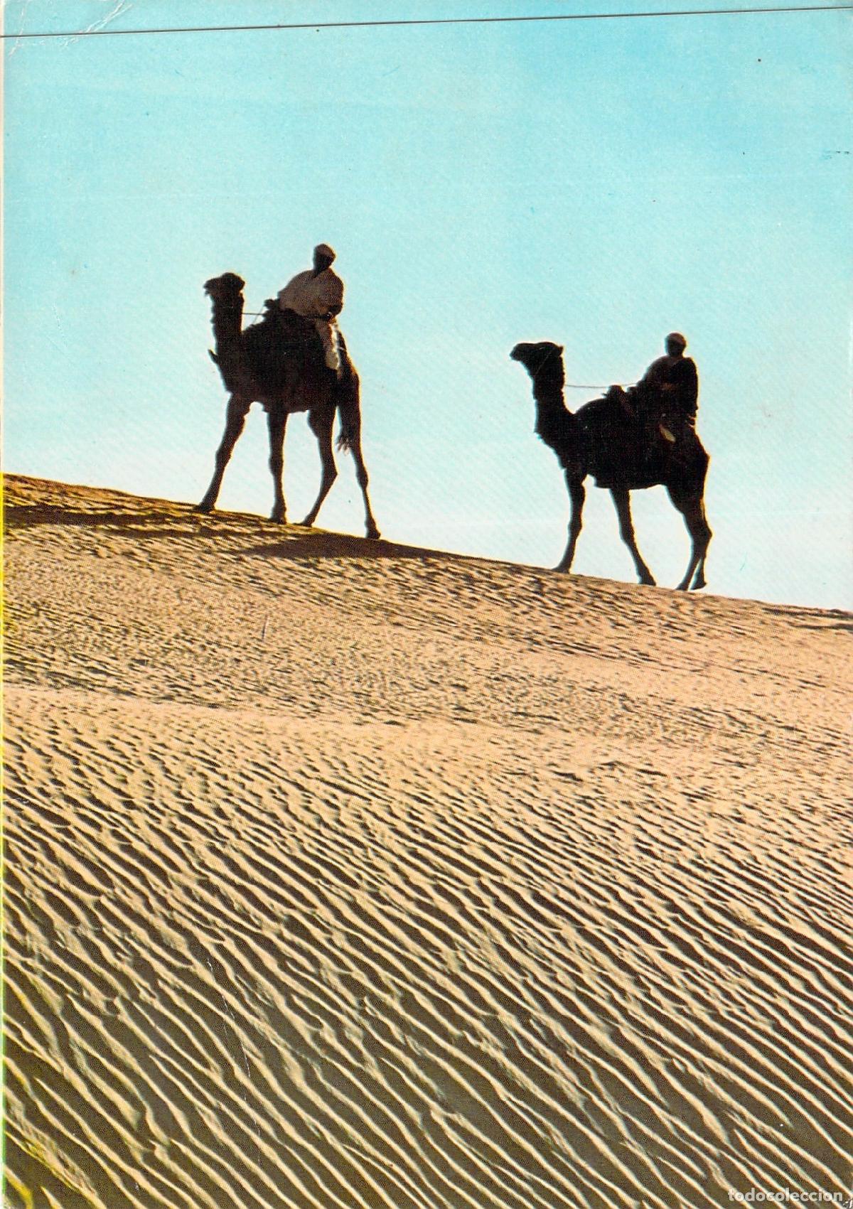 Postales: Postal de Nefta con Camellos en las Dunas de T&uacute;nez