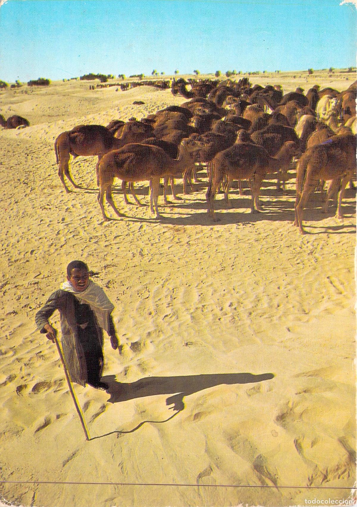 Postkarten: Postal T&uacute;nez Desierto del Sahara Manada de Camellos