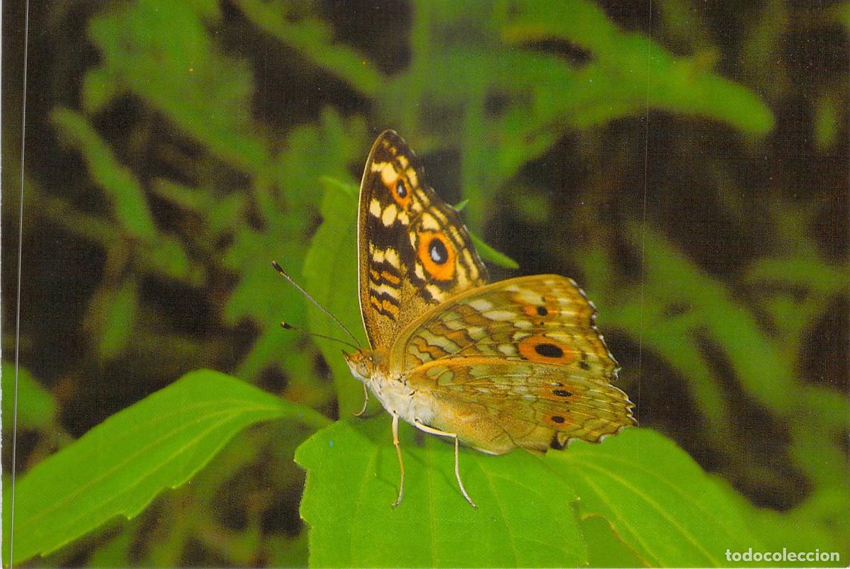 Postkarten: Postal de Mariposa Precis Lemonias de Malasia