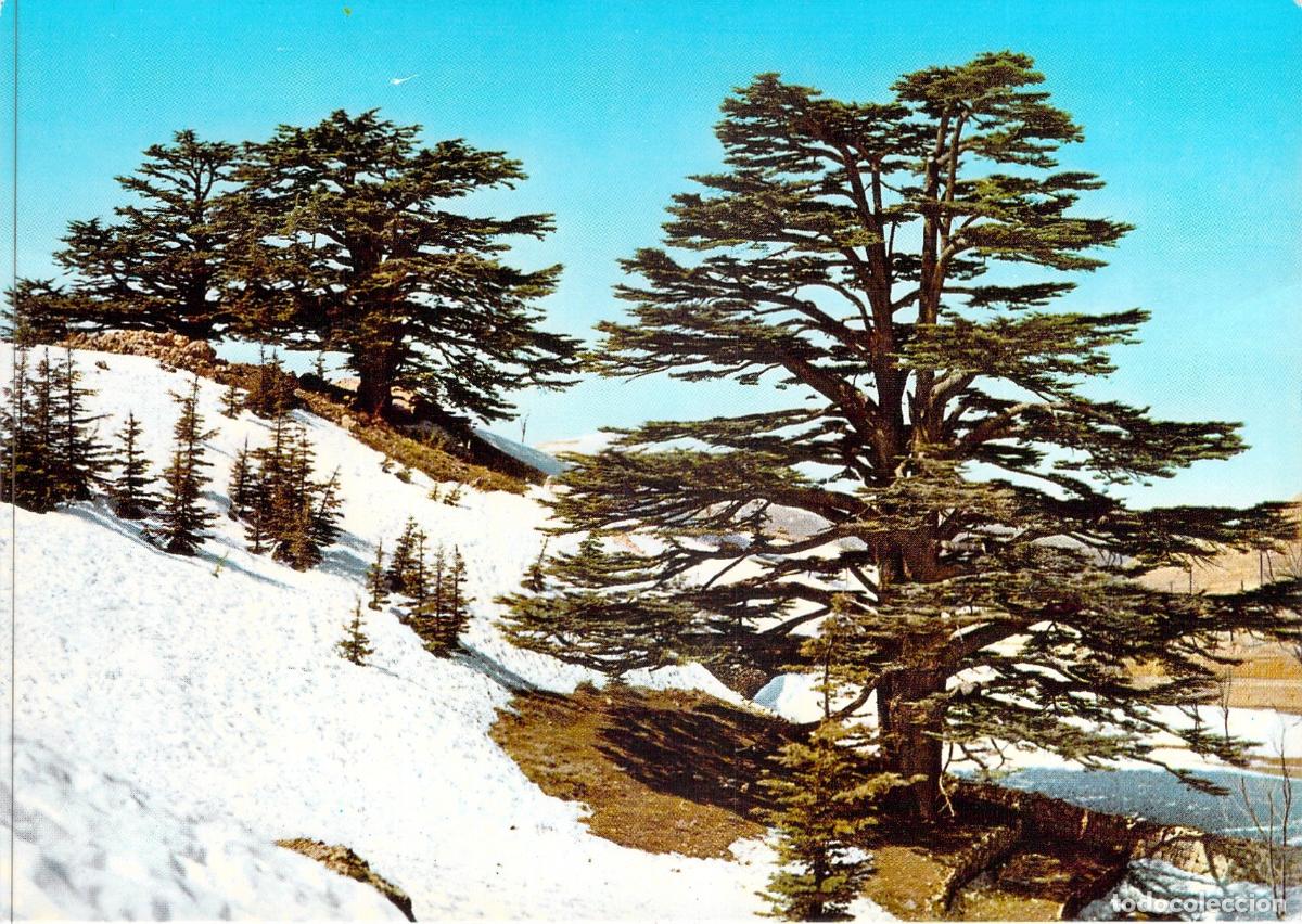 Postales: Postal de los Cedros del L&iacute;bano con Mensaje de Radioaficionado