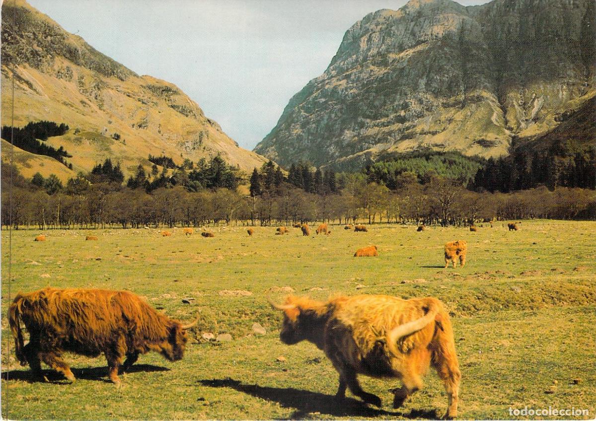 Postales: Postal de Vacas de las Highlands en Glencoe Argyll Escocia