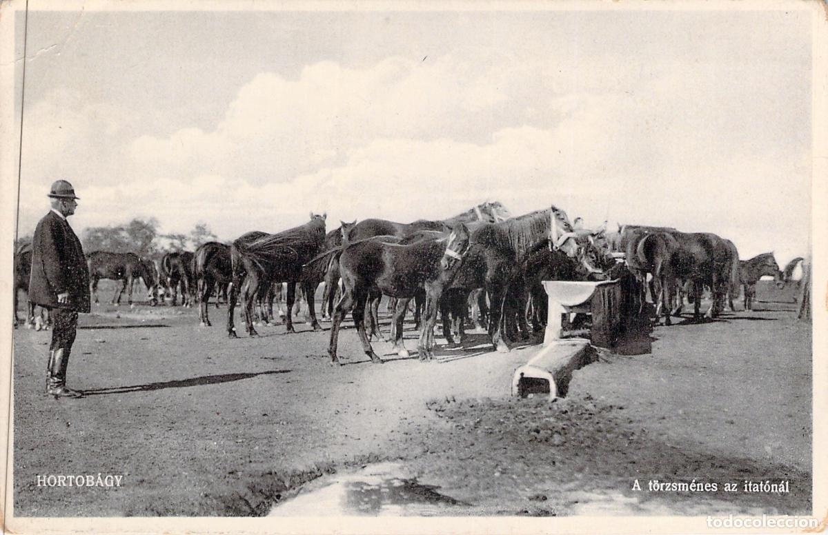 Postales: Postal de Caballos en el Bebedero, Hortob&aacute;gy, Hungr&iacute;a