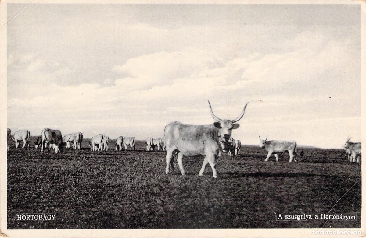 Postales: Postal de Ganado Vacuno en la Llanura de Hortob&aacute;gy, Hungr&iacute;a