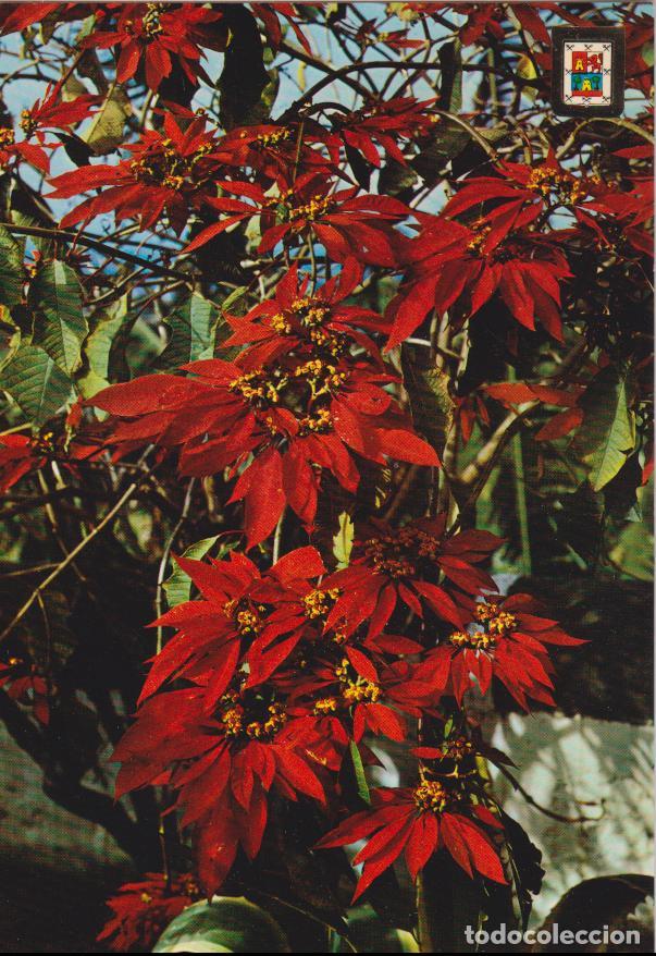 Postales: GRAN CANARIA, FLOR DE PASCUAL - FOTO SUMINISTROS - ESCRITA