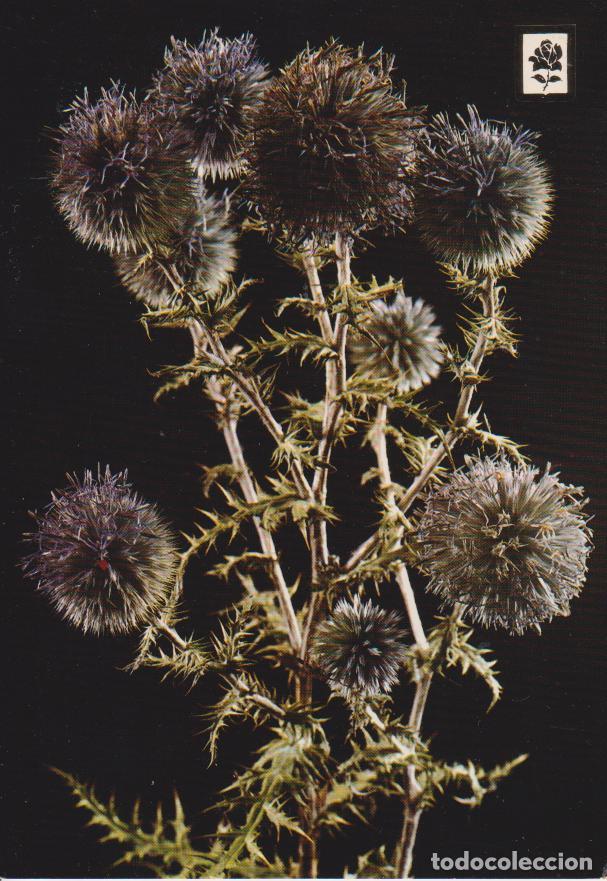 Postales: COLECCION FLORES SERIE F N&ordm;62 - ESCUDO DE ORO - S/C