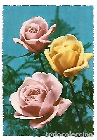 Postales: &rdquo; TRIO DE ROSAS &rdquo; - OFERTA DE PRIMAVERA, (OFERTA 3X2)