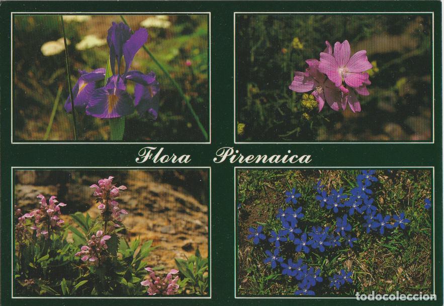 Postales: POSTAL FLORA PIRENAICA, LIRIO, MALVA, VERONICA ROSA, GENCIANA PRIMAVERA - ED.SICILIA N&ordm;19 - S/C