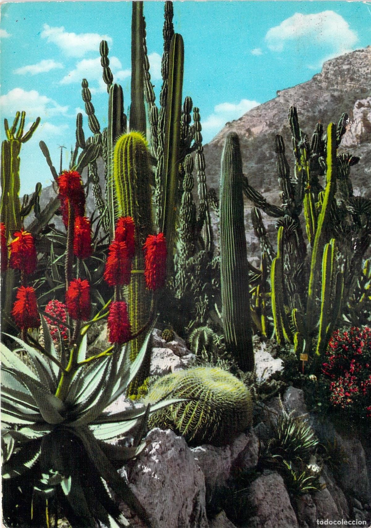 Postales: Postal de M&oacute;naco - El Jard&iacute;n Ex&oacute;tico con Cactus