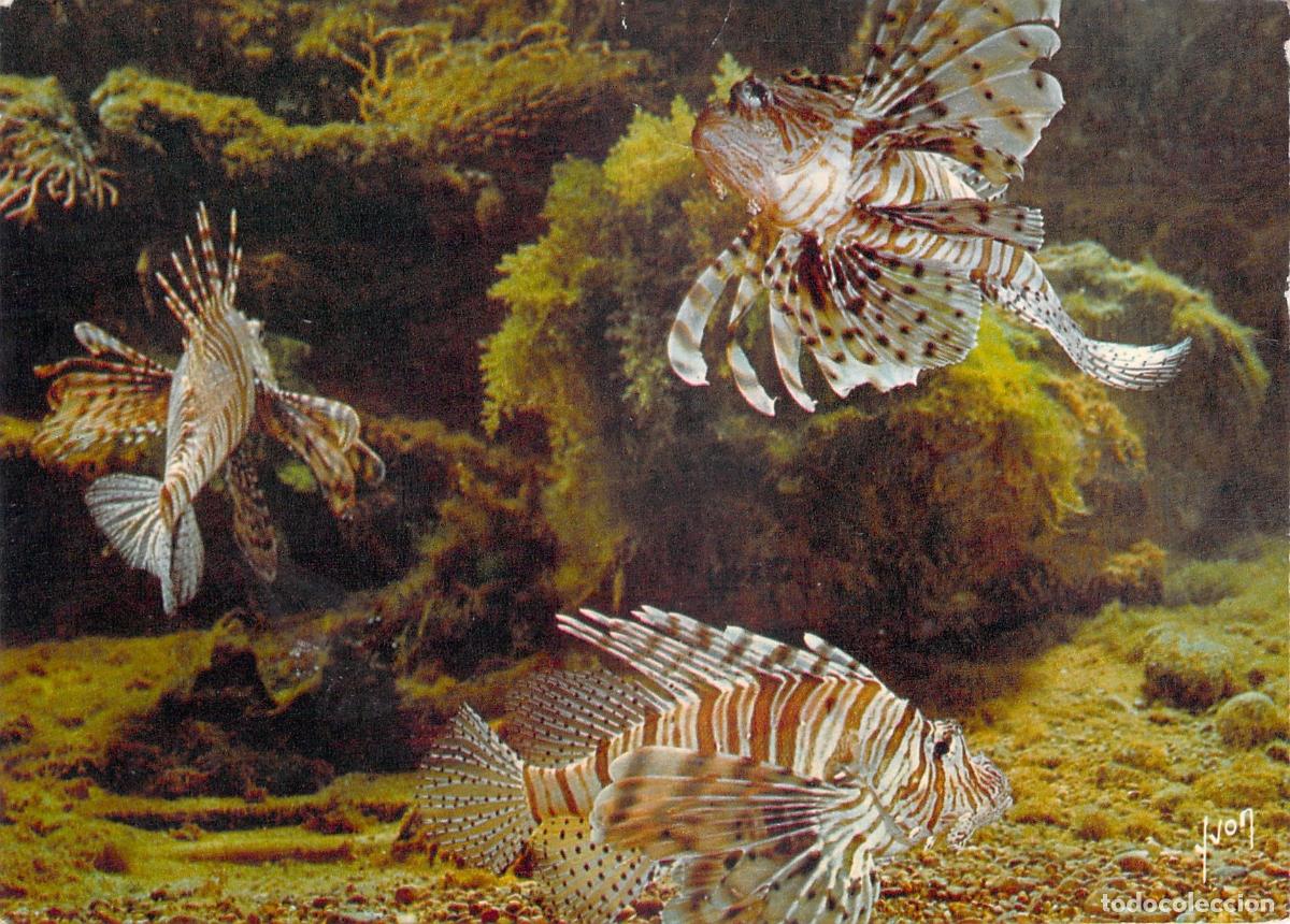 Postkarten: Postal del Pez Le&oacute;n en el Museo Oceanogr&aacute;fico de M&oacute;naco