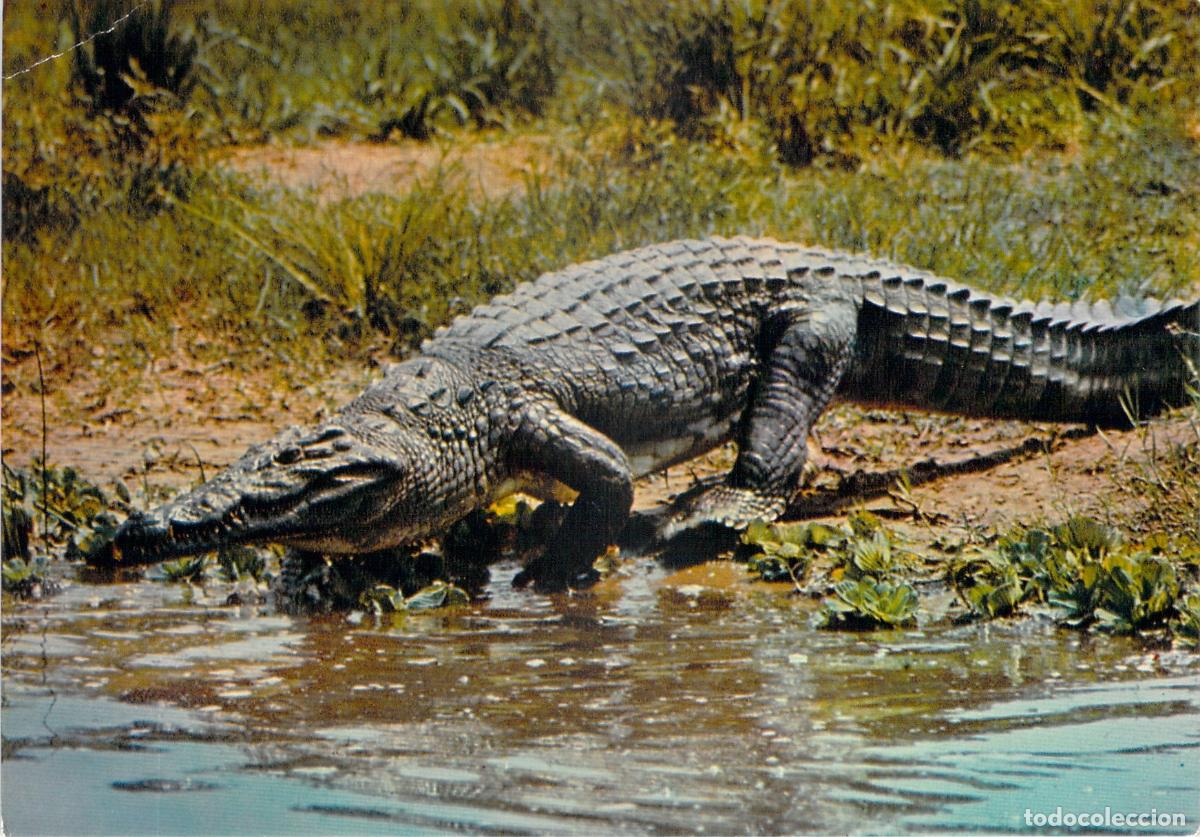 Postais: Postal Fauna Africana - Cocodrilo en su H&aacute;bitat